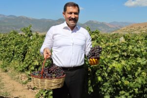 Hassa Üzüm Hasadı Başladı: Bu Yıl 85 Bin Ton Rekolte Bekleniyor