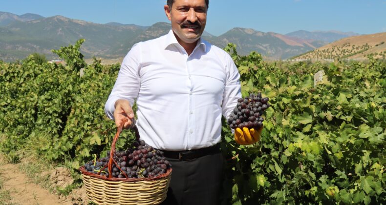 Hassa Üzüm Hasadı Başladı: Bu Yıl 85 Bin Ton Rekolte Bekleniyor