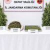 Altınözü’nde Ormanlık Alanda Kenevir Operasyonu: 1 Zanlı Tutuklandı