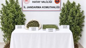 Altınözü’nde Ormanlık Alanda Kenevir Operasyonu: 1 Zanlı Tutuklandı