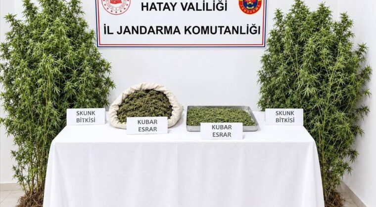Altınözü’nde Ormanlık Alanda Kenevir Operasyonu: 1 Zanlı Tutuklandı