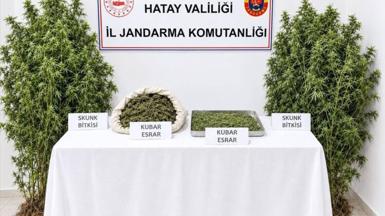 Altınözü’nde Ormanlık Alanda Kenevir Operasyonu: 1 Zanlı Tutuklandı