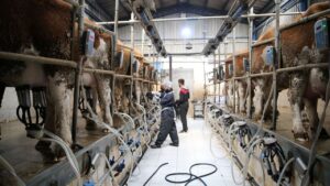 Hatay’da Süt Üreticileri Maliyet Artışları ve Kayıplarla Mücadele Ediyor